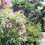 Paradis 3* Борм-ле-Мимоза