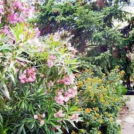 Paradis 3* Bormes-les-Mimosas